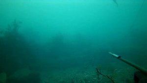 Подводная охота, как не нужно стрелять в кефаль.