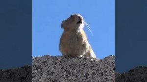 Суслик поёт Квин Queen