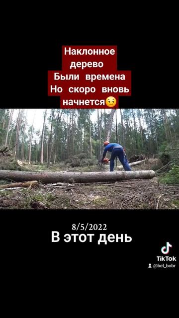 Валка наклонных деревьев #zimani #farmertec #валкалеса #stihl #wood