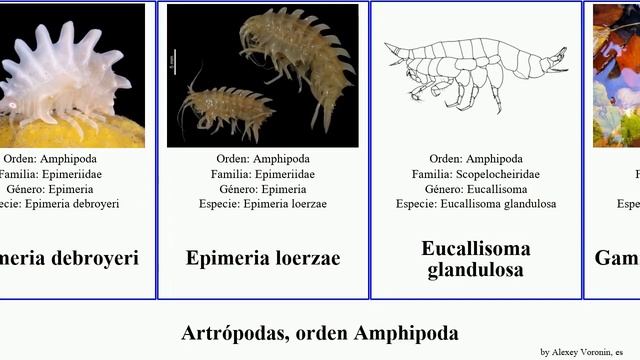 Artrópodas, orden Amphipoda epimeria rhachotropis pacifica proxima arthropoda grimaldi cyrano Fuse смотреть онлайн