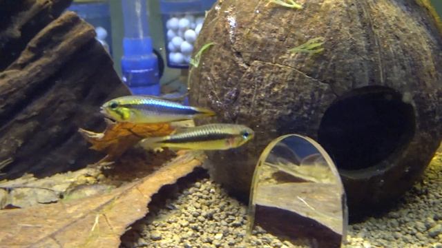 Apistogramma sp.Abacaxis Wilhelmi ( turkey_apisto_world ) смотреть онлайн