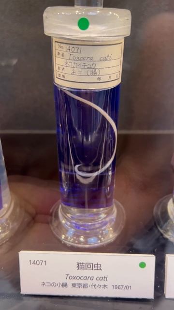 😱腸に寄生する猫回虫😱 смотреть онлайн