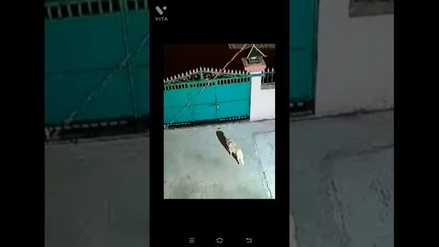 LEOPARD jumps over gate of house, takes away pet dog. BG CAT Came into the trap after the uproar.. смотреть онлайн