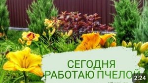 В ЭТОМ ГОДУ ОПЫЛЯЮ ТОЛЬКО НЕСКОЛЬКО СОРТОВ ЛИЛЕЙНИКА. 17.07.2023г.