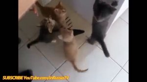 Мама кошка упала и напугала котят