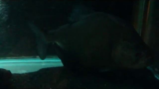 black piranha 42cm serrasalmus rhombeus feeding WWW.PIRANHAPLAZA.COM смотреть онлайн