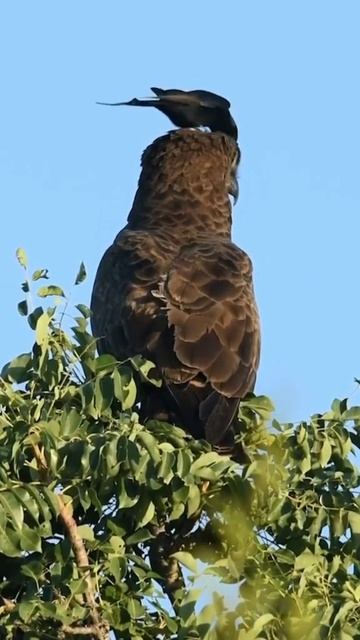 🐦⬛🦜🦩🦅🦩 смотреть онлайн