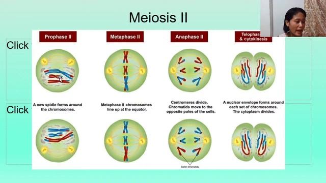 Cell and Molecular Biology Synthesis смотреть онлайн