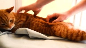 Мурчание кота. ASMR