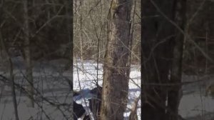 натаска молодой лайки на куницу.