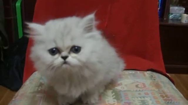 Персдская шиншилла экстремал DSCF0626 смотреть онлайн