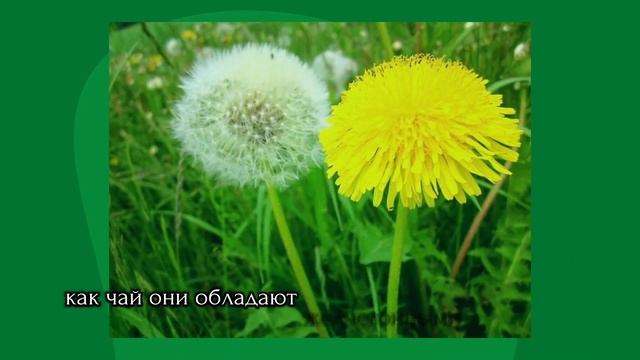 СМОТРИТЕ! ТАКОЕ не расскажут в больнице! Признаки застоя желчи! Работать с желчью нужно всем!