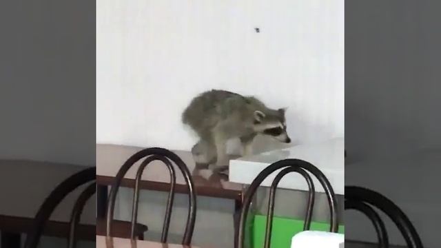 В столовой детского лагеря разгуливают дикие животные #АНАПА2018 смотреть онлайн