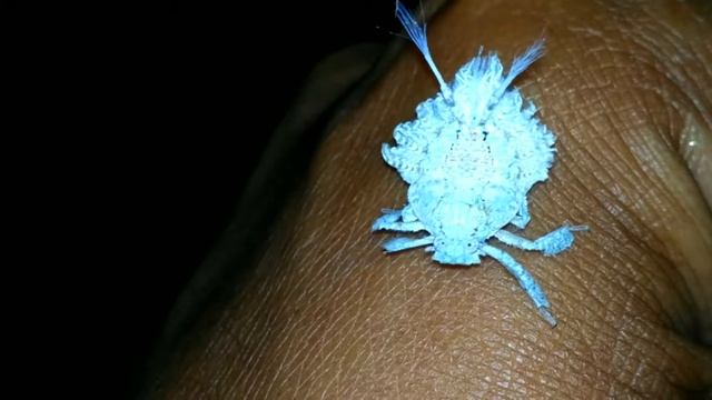 nifma planthopper смотреть онлайн