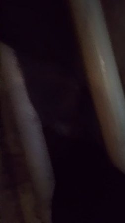 кошечку зовут дымочка по цвету дым 👍🤑