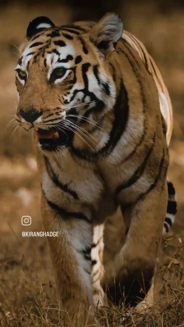 Maya - Tadoba #maharashtra #forest #tiger #tadoba смотреть онлайн