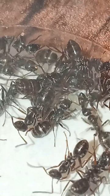 Serveformica Fusca. Крупным планом жизнь. #муравьи #красота #колония #муравьинаяферма смотреть онлайн