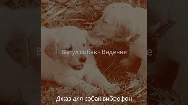 Звуки (Выгул собак) смотреть онлайн