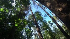 Все пошло не по плану // Именно такая валка дерева выматывает больше всего // Пилим ZimAni 365 PRO