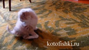 Маленький милый котенок - пушистый колобок дерется | Сute funny kitten