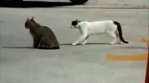 Коты дерутся