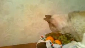 Кошка ест виноград!