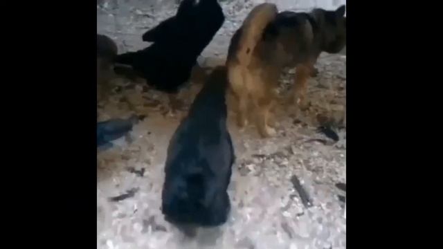 ВЕСЕЛЫЕ И ЗАБАВНЫЕ ЖИВОТНЫЕ #2 смотреть онлайн