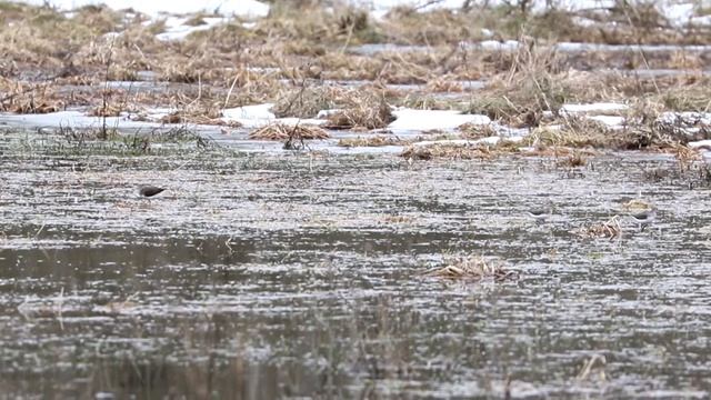 Ток чернышей смотреть онлайн