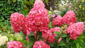 Гортензия из семян