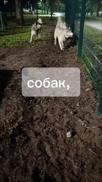 Так стая зовёт всех бегать и играть #стаяхаски #хаски #жизньсхаски #моястая #хаскивгороде
