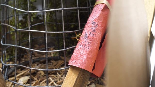 Dominula Activity - 8/2 смотреть онлайн