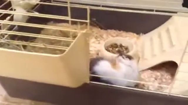 что лежит в клетке у Фунтика? смотреть онлайн