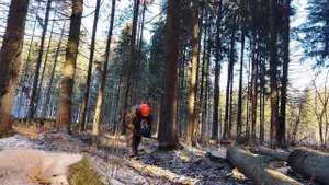 Новая лесосека  // Работаем исключительно бензопилами ZimAni