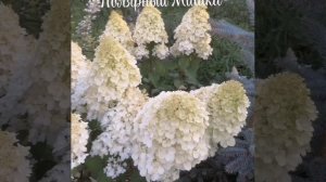 Метельчатая гортензия Polar Bear