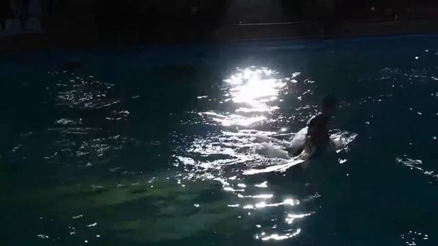 ШОУ БЕЛЫХ КИТОВ дельфинарий НЕМО ХАРЬКОВ смотреть онлайн