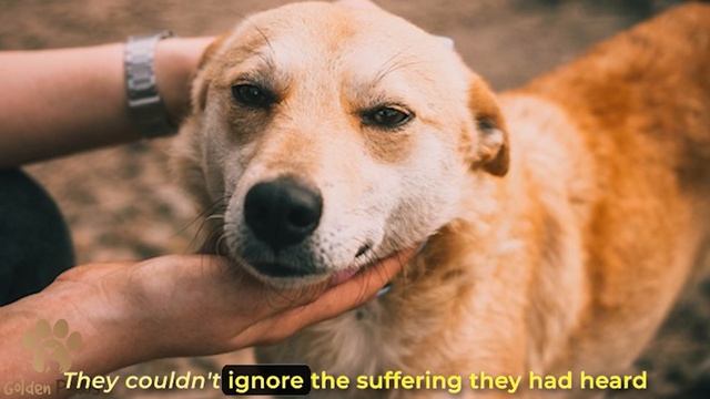 The Dog was Tied Up On a Litter, it was Living Out its Last Moments! смотреть онлайн