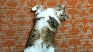 Красивый Британский кот