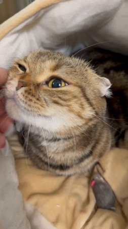 Шотландская вислоухая кошка 🐱