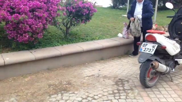 Кормление кошек в Кемере смотреть онлайн