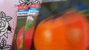 Семена томатов для теплицы.#семенатоматовдлятеплицы#