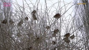 101 ПЕШИЕ ПРОГУЛКИ. Лебедянь 12 фев25.vovich video.mp4