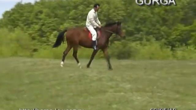 Arabian Filly GURGA for sale (may 2010) смотреть онлайн