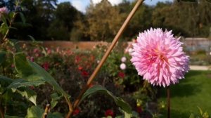 DAHLIA SAKURA FUBUKI 2023