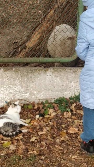 #shorts MARAKALA ALISA! смотреть онлайн