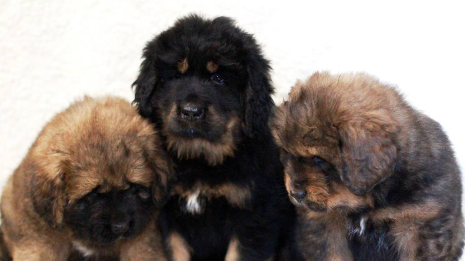 Щенки тибетского мастифа смотреть онлайн