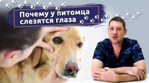 Слёзы из глаз_ Почему у кошки или собаки слезятся глаза _ Рассказывает ветеринар-офтальмолог