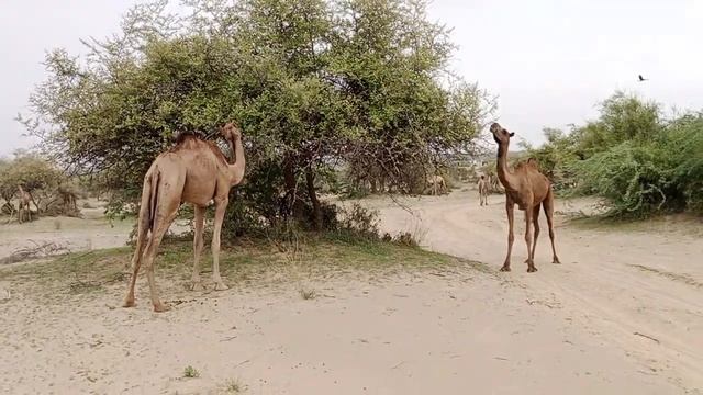 Camels are very happy in Thar after the 2024 rains | الإبل في غاية السعادة في ثار بعد أمطار 2024
