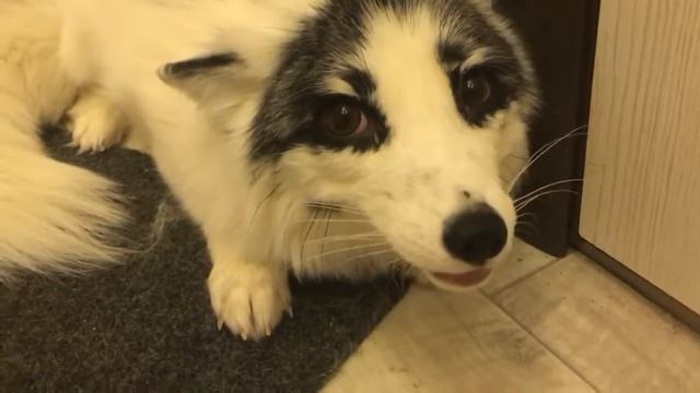 Вот как кричит лис !!! смотреть онлайн