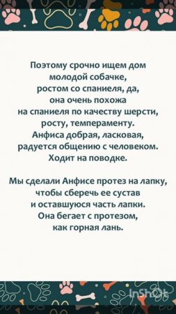 💗 Инвалид (трехлапик) Анфиса ищет дом! 🏡 🐶