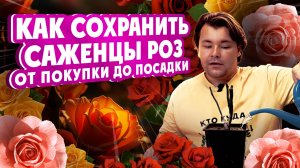 КАК СОХРАНИТЬ САЖЕНЦЫ РОЗ от покупки до посадки